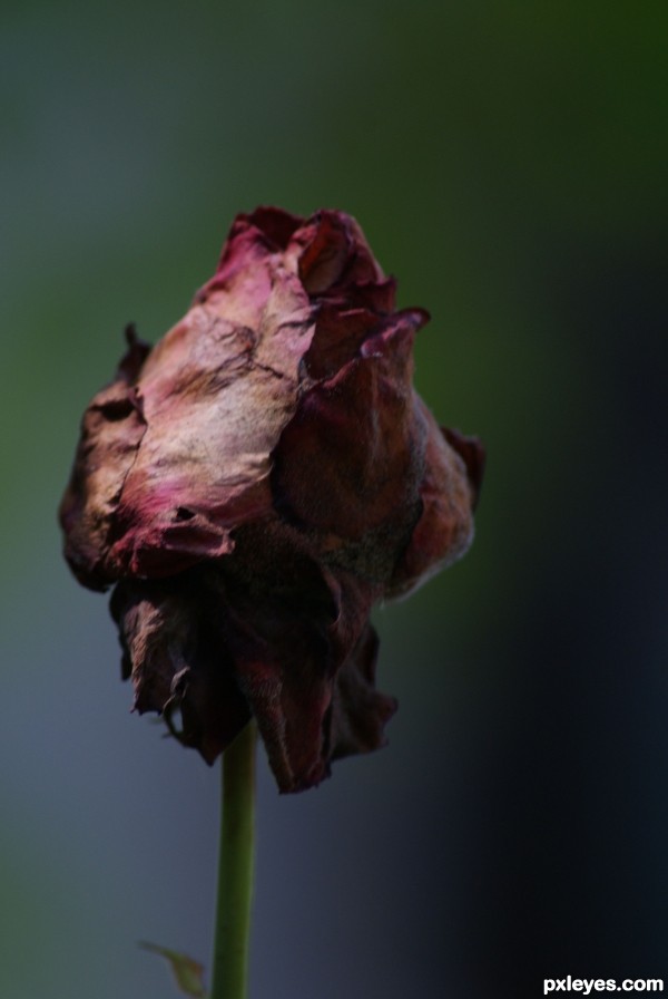 DeaD rose